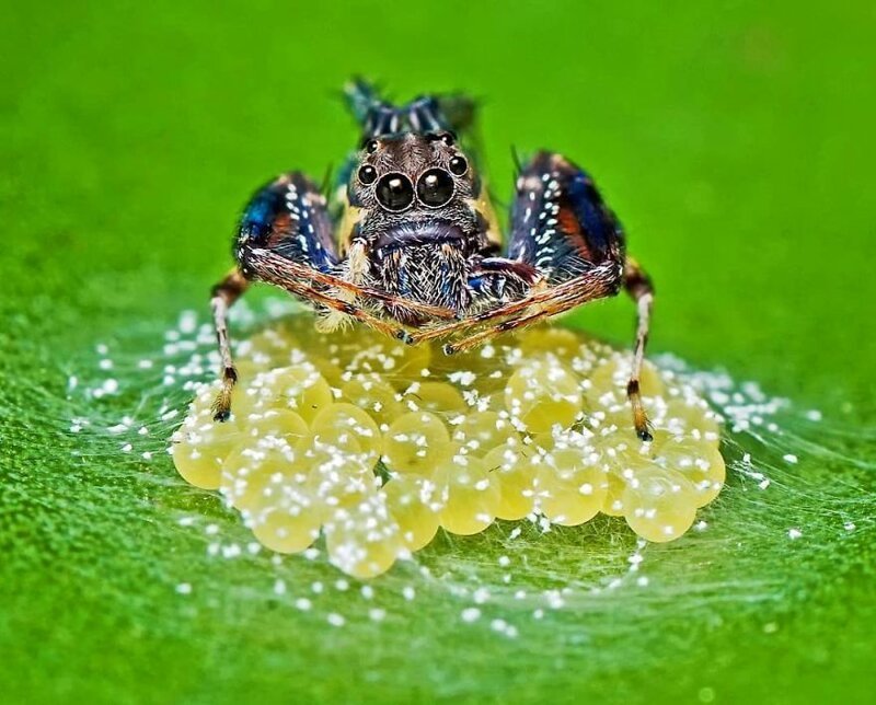 Красочные пауки и другие милые твари от индийского фотографа