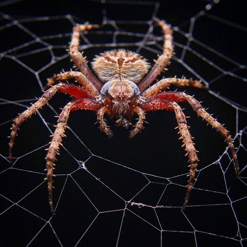 Красочные пауки и другие милые твари от индийского фотографа