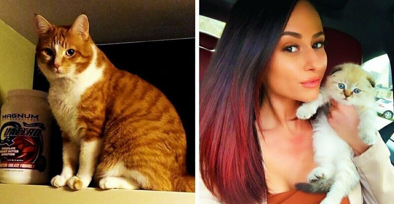 Рыжий кот впал в депрессию и хозяйка решила завести ему котёнка