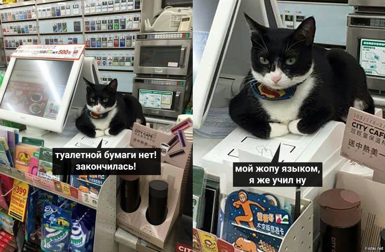 Кот в магазине картинки