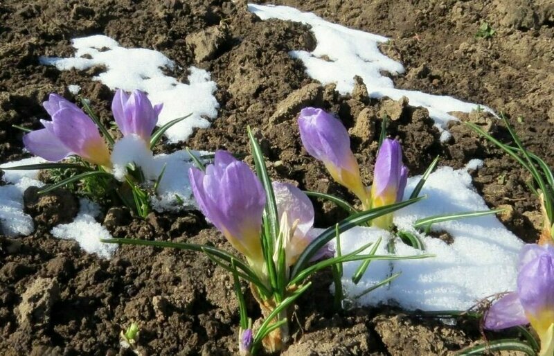 Весна на дачке-2