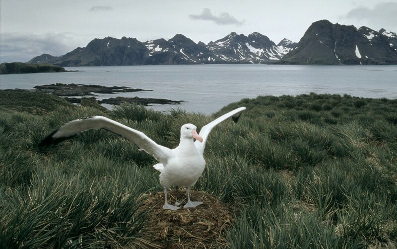 Странствующий альбатрос.