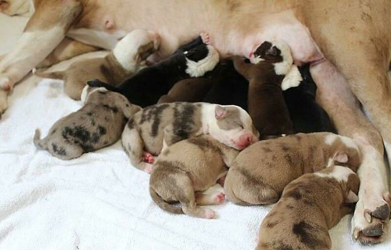 Радость собаковода:  двухлетняя бульдожка родила 20 щенков