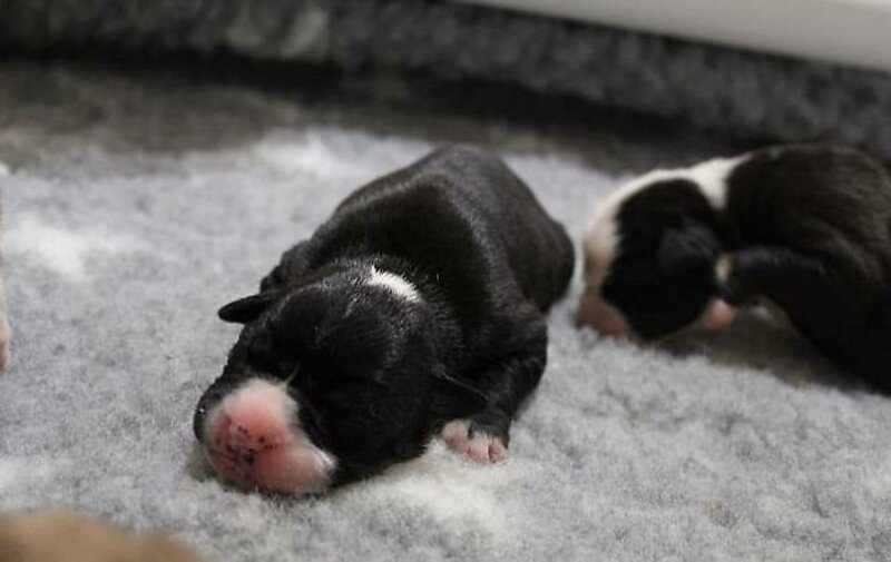Радость собаковода:  двухлетняя бульдожка родила 20 щенков
