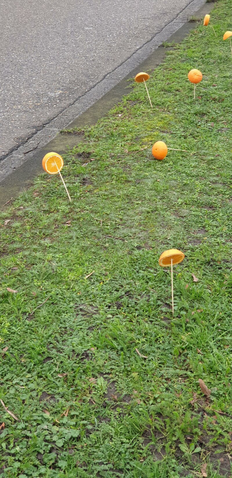 «Зачем люди накалывают апельсины на палочки и оставляют на газоне возле дороги? Увидел такое в Нидерландах».