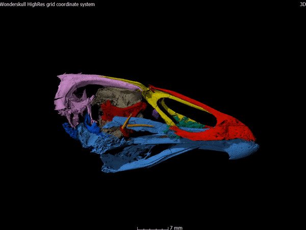 Компьютерная томография окаменелости помогла ученым определить размеры птицы