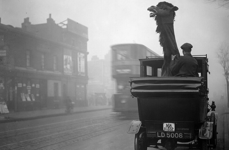 Перевозка верблюда-марионетки в такси.Лондон,декабрь 1927 года