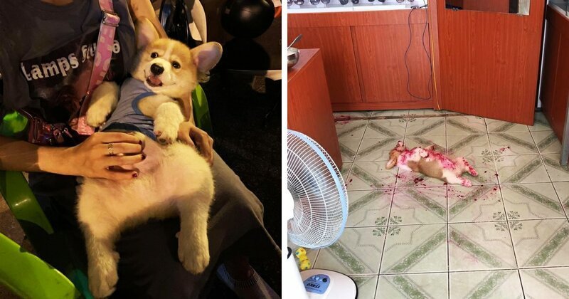 Интернет умилил щенок, который объелся фруктами  и инсценировал свою смерть