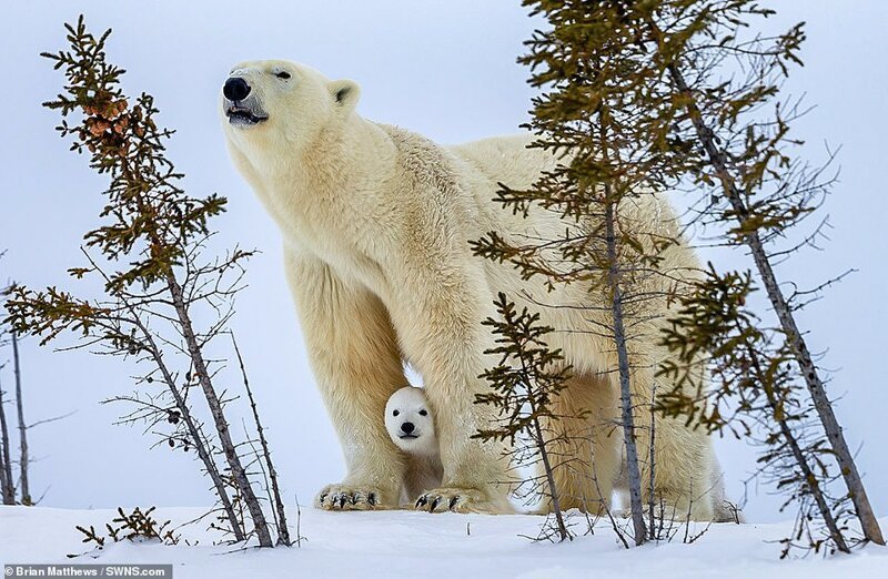 Привет, медведи: потрясающие фотографии белой медведицы и ее детенышей