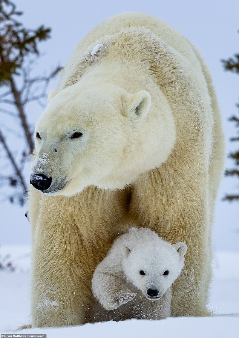 Привет, медведи: потрясающие фотографии белой медведицы и ее детенышей