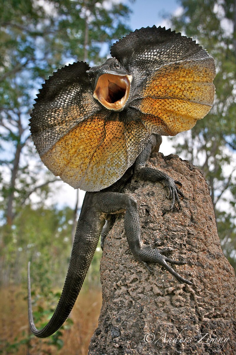 Плащеносная ящерица — ящерица из семейства агамовых, единственный представитель рода Chlamydosaurus.