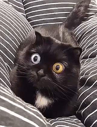 Кошачьи гифки