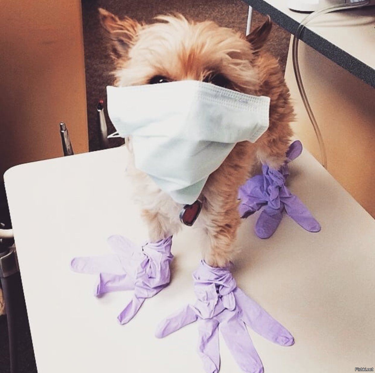 Собака в медицинской маске