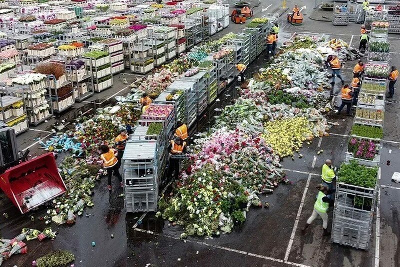 В Нидерландах из-за карантина уничтожают тонны цветов