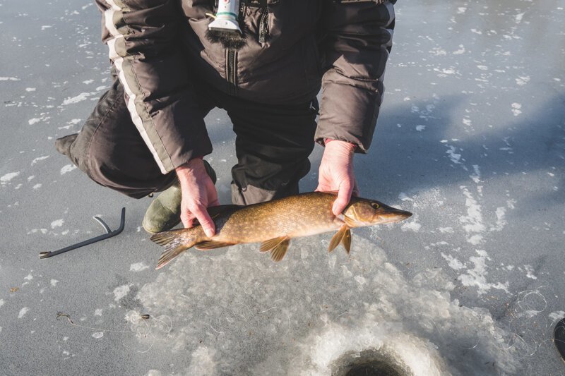 Как влияет треск льда на щуку и другую рыбу. Ловля на жерлицы по последнему льду
