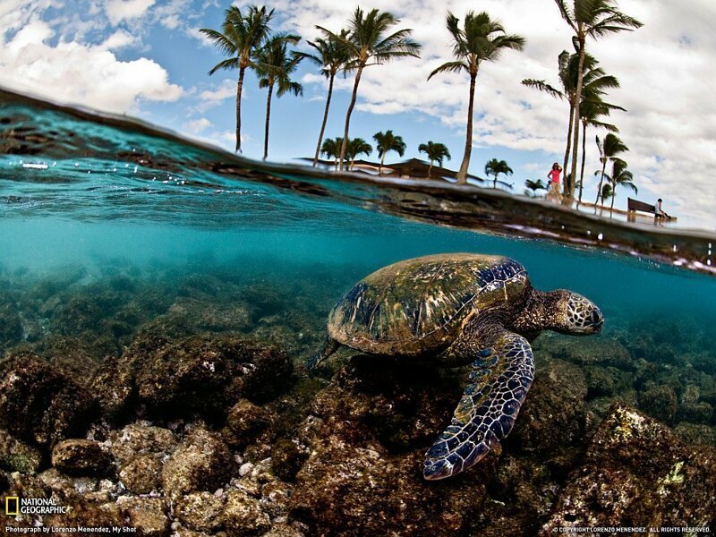 17. Зеленая черепаха, Гаваи