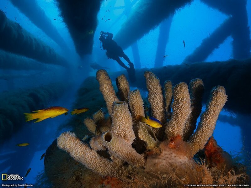 13. Подводный заповедник Flower Garden Banks, Мексиканский залив