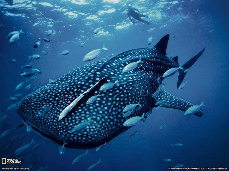 8. Китовая акула, Австралия