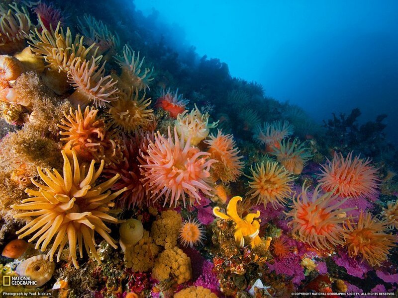 10. Анемоны и мягкие кораллы