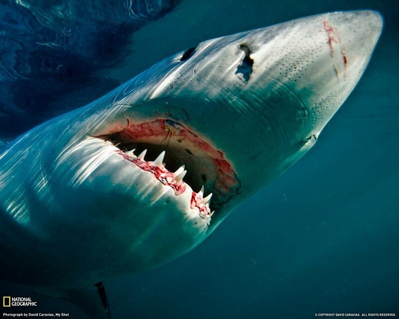 9. Большая белая акула