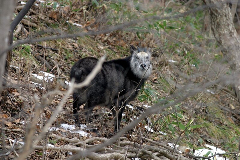 Японский сероу: волк в овечьей шкуре