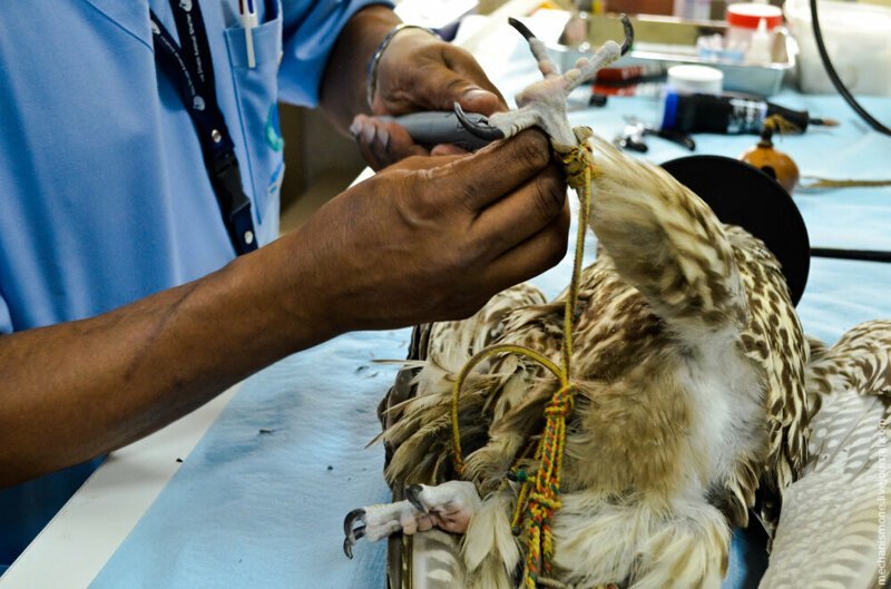 Соколиная больница: как лечат пернатых хищников