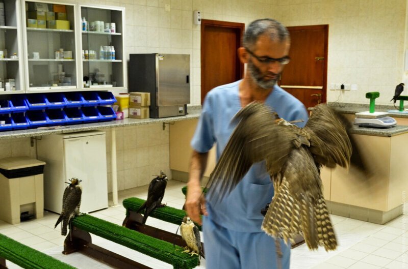 Соколиная больница: как лечат пернатых хищников
