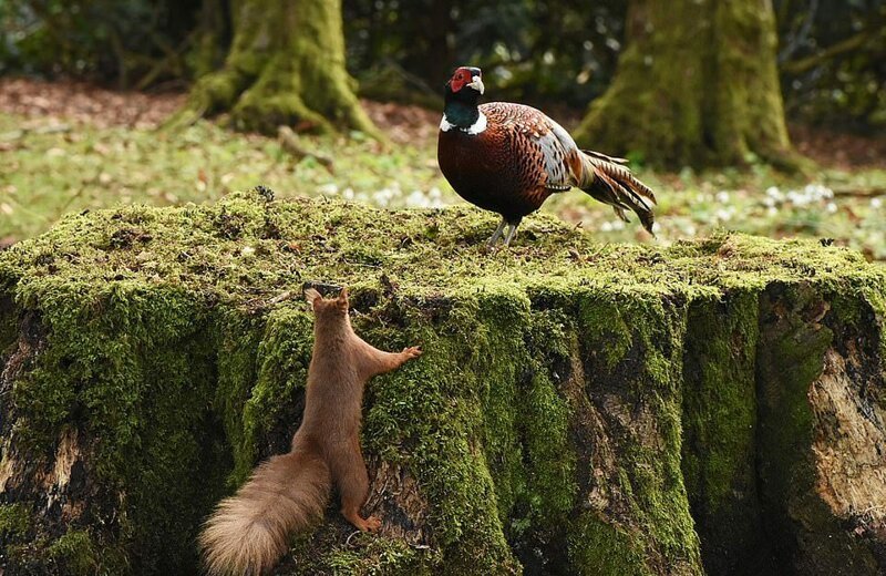 Фотограф запечатлел драматическое нападение белки на фазана из-за пня