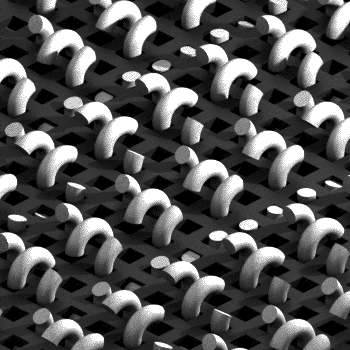 Черно-белые гипногифки