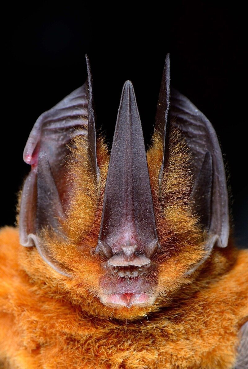 Tomes's sword-nosed bat -летуча мышь из Центральной Америки