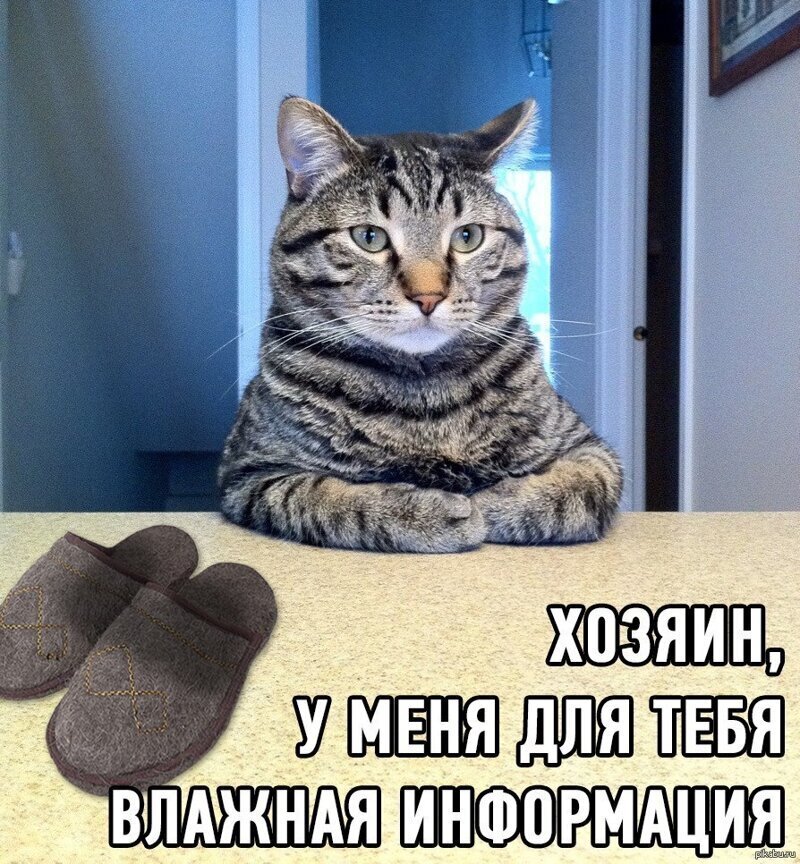 Мемы про котов, которые любят пошутить над своими хозяевами