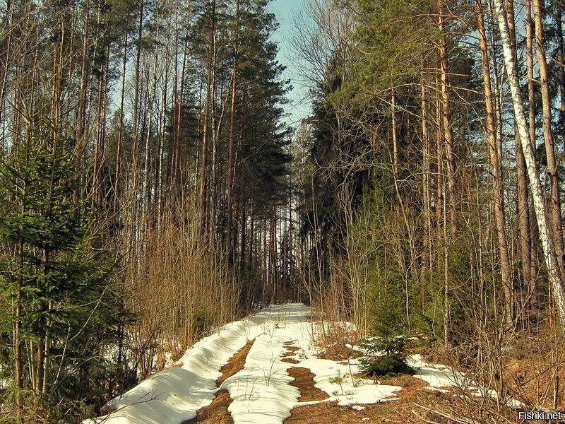 Какая погода в лесе