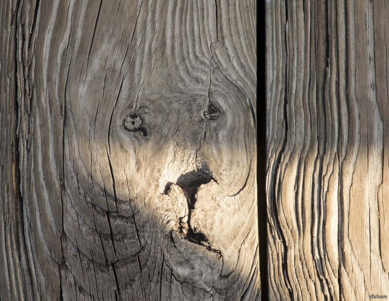 Изображение льва на заборе из досок