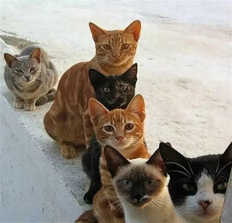 Фото кошки с надписями кошки