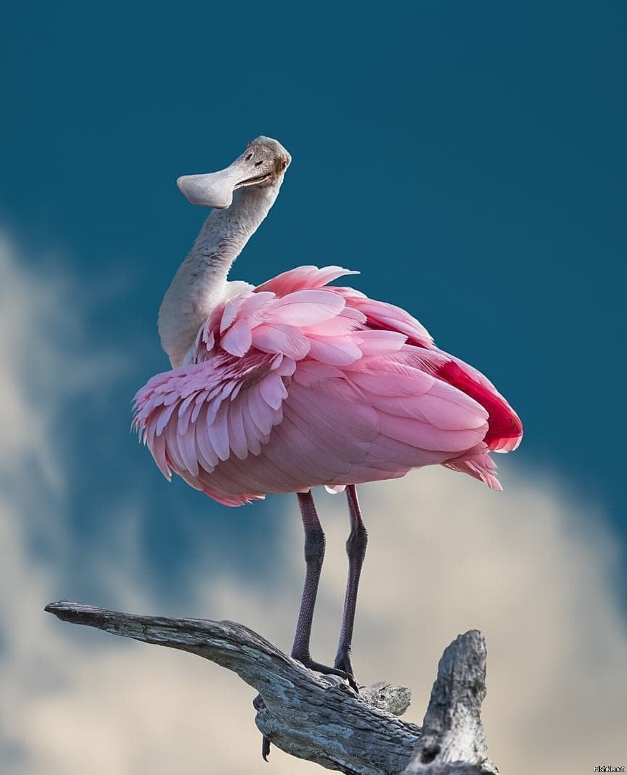 Какое животное розовое. Roseate Spoonbill птица. Розовая колпица и Фламинго. Розовый Фламинго птица. Колпица птица.
