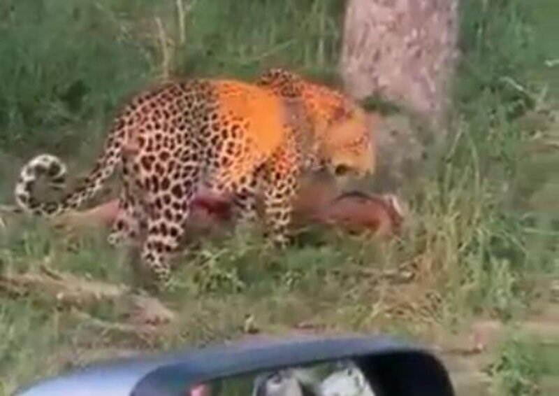 Вот это сила:  леопард затащил тушу антилопы на верхушку дерева