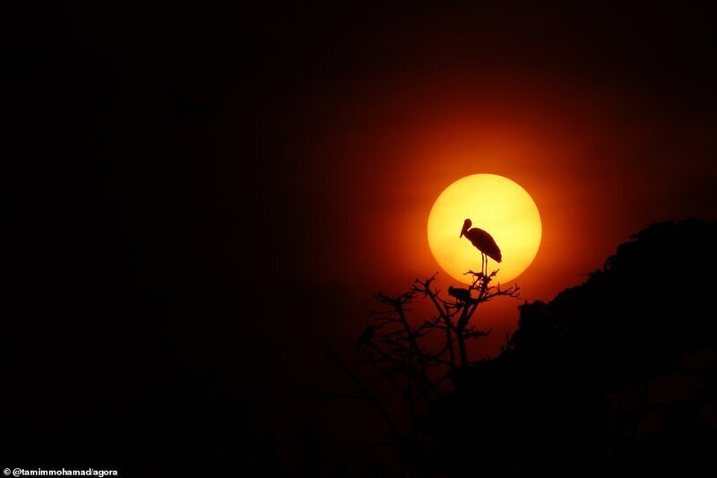 На закате дня, Раджшай, Бангладеш. Фото: @tamimmohamad
