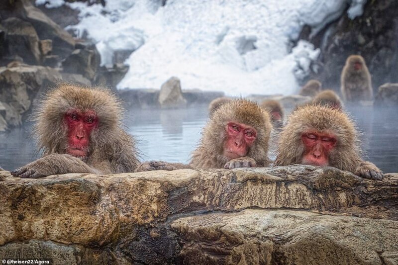 Три обезьяны расслабляются в горячем источнике, Парк Обезьян Дзигокудани, Нагано, Япония. Фото: @heisen22