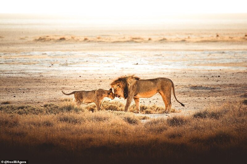 "Момент семьи", львы в заповеднике Этоша, Намибия. Фото: @freeilli