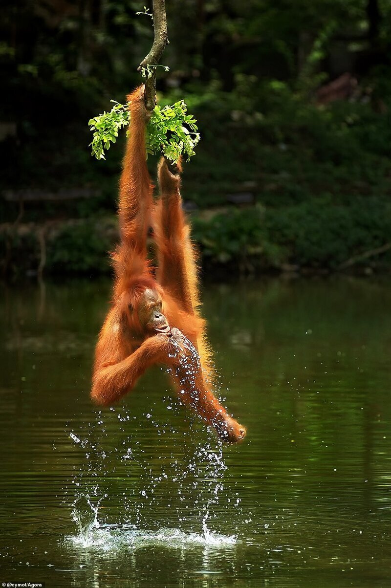 Орангутан, Индонезия. Фото: @cymot. Победитель народного голосования в приложении Agora. Автор получил звание "героя" конкурса и приз в размере 1000 долларов