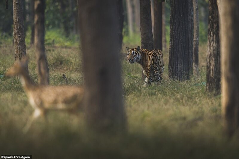 "Хищник и добыча", Сеони, Индия. Фото: @mits4772