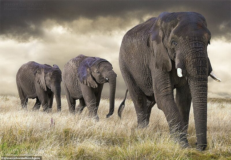 Три слона. Фото: @marcelvanbalken