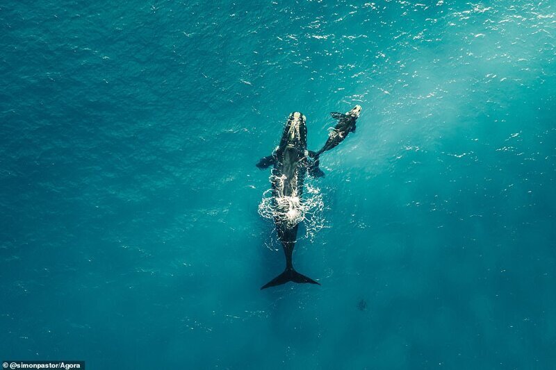 Самка кита со своим детенышем, Нейтив Дог Бич, Австралия. Фото: @simonpastor