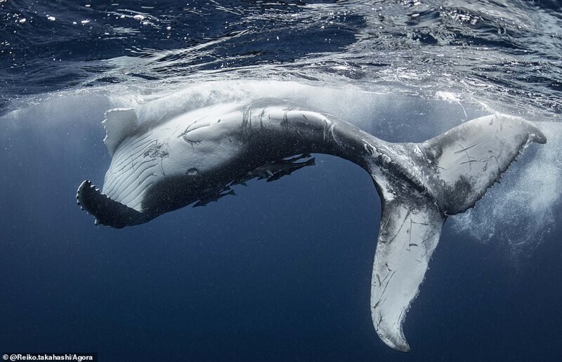 Горбатый кит, острова Вавау, Тонга. Фото: @Reiko.takahashi