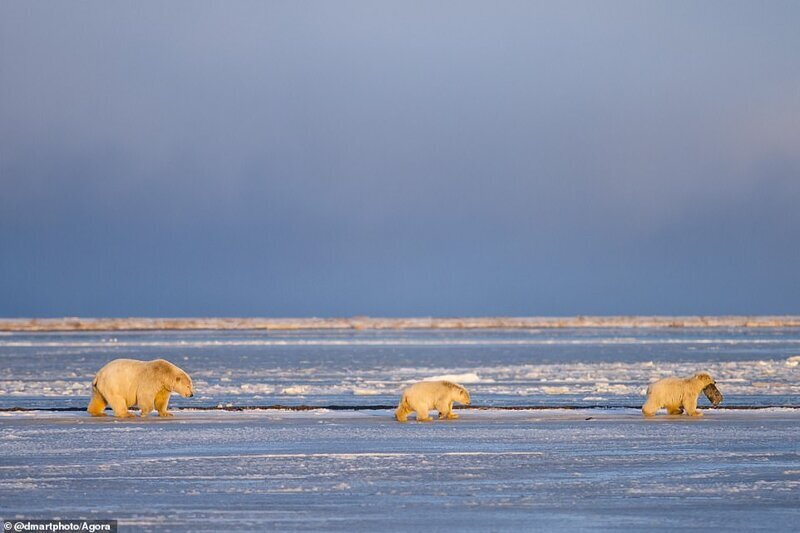 Белые медведи, Кактовик, Аляска. Фото: @dmartphoto