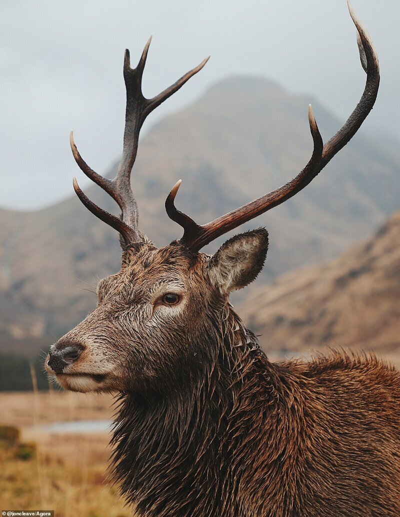 Гордый олень, Шотландия. Фото: @joncleave