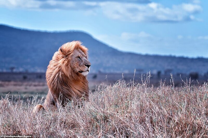 Царь зверей, национальный парк Серенгети, Танзания. Фото: @mohamedtazi