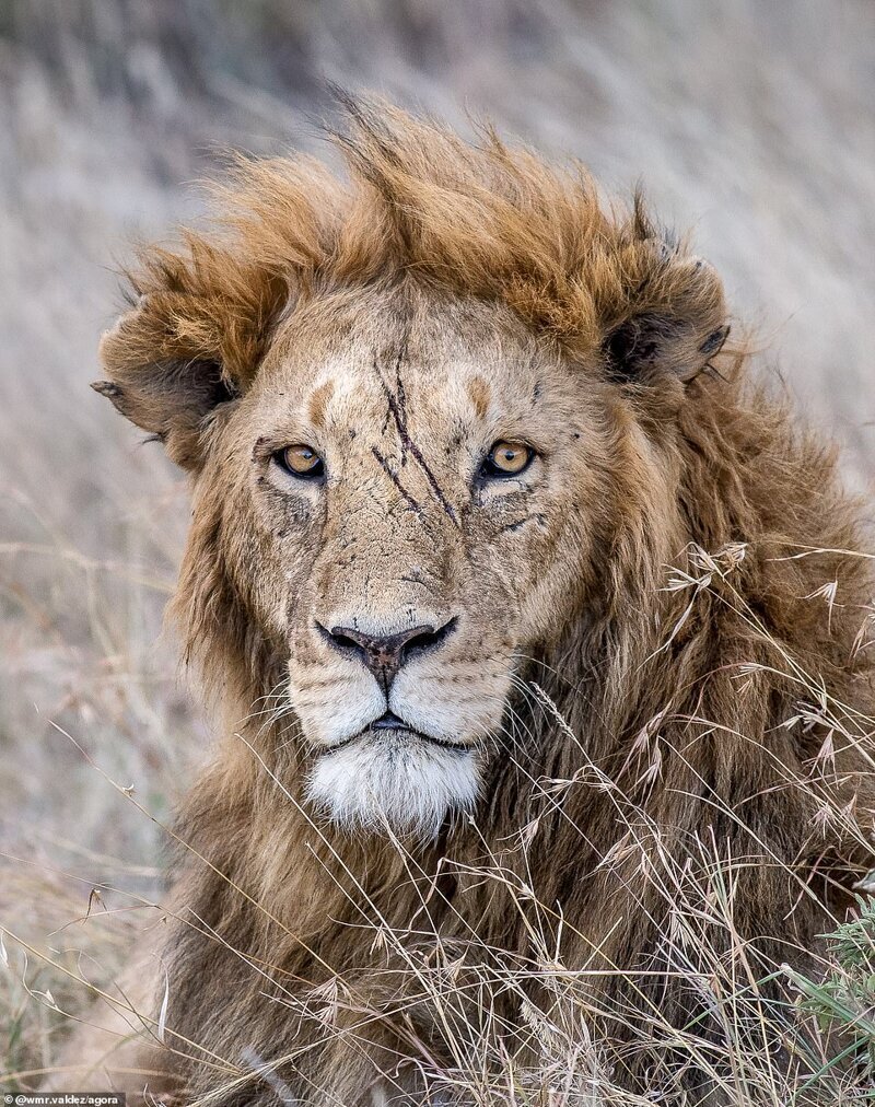 Боевой лев, Кения. Фото: @wmr.valdez