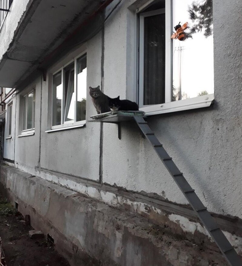 Специальный кошачий пандус в Архангельске