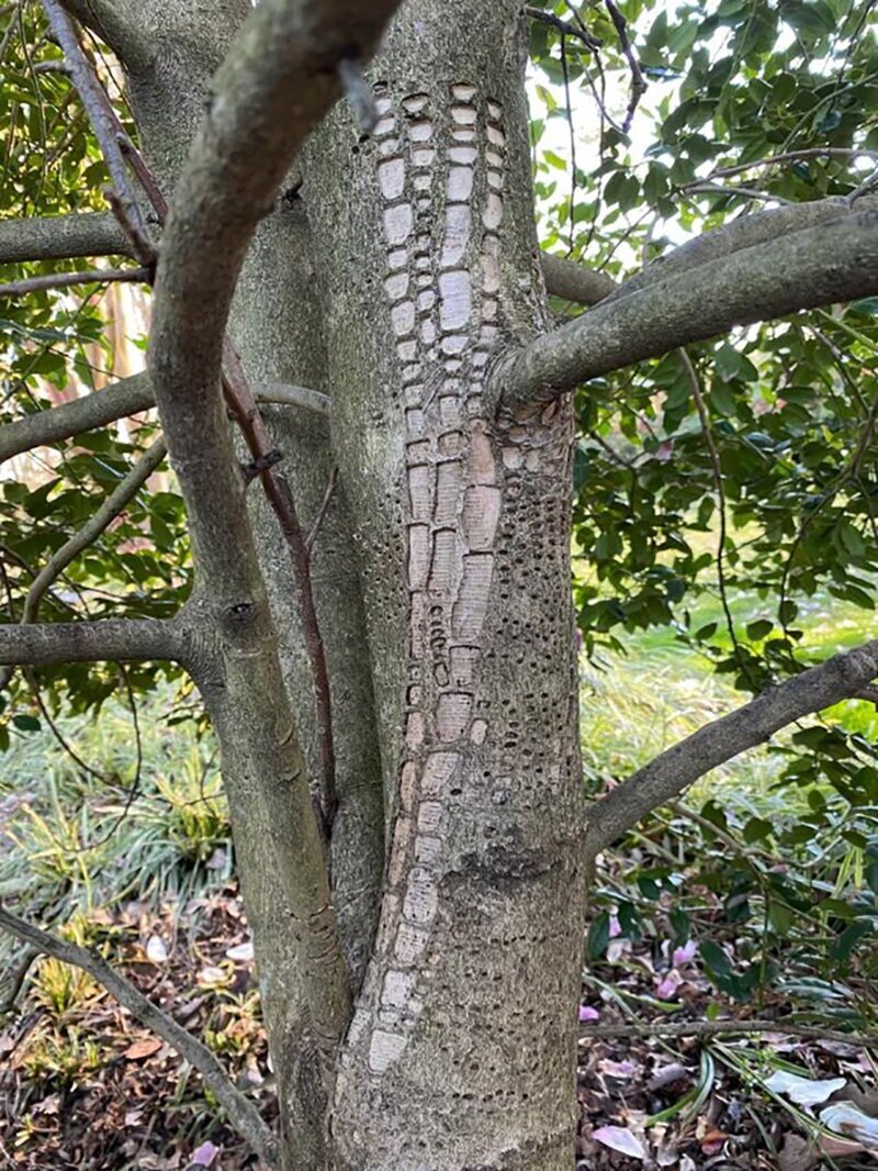 Необычный узор на коре дерева